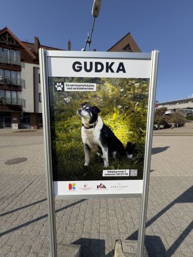 Wystawa czworonogów ze schroniska w Pudwągach	